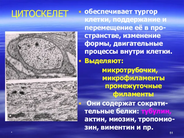 * ЦИТОСКЕЛЕТ обеспечивает тургор клетки, поддержание и перемещение её в