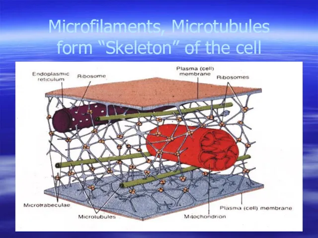 Microfilaments, Microtubules form “Skeleton” of the cell