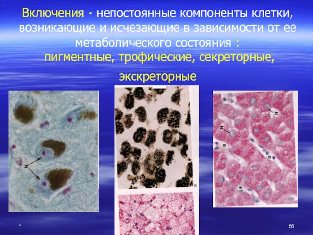 * Включения - непостоянные компоненты клетки, возникающие и исчезающие в