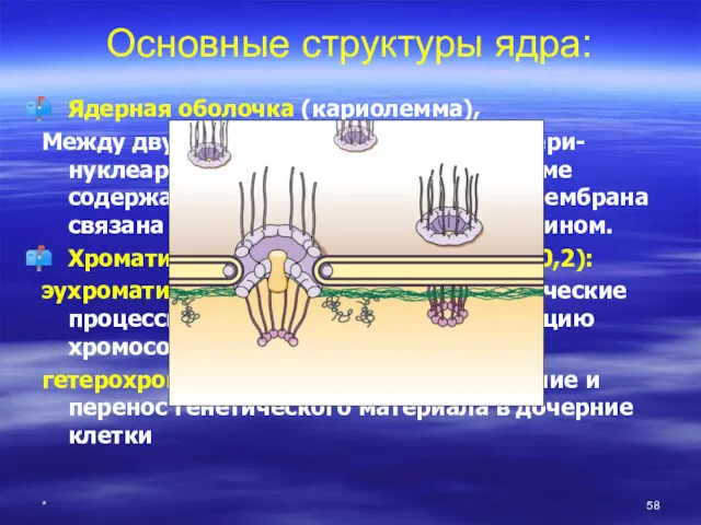 * Основные структуры ядра: Ядерная оболочка (кариолемма), Между двумя мембранами