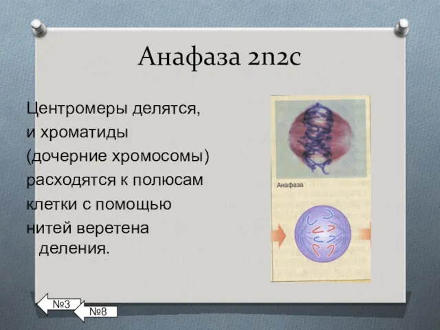 Анафаза 2n2с Центромеры делятся, и хроматиды (дочерние хромосомы) расходятся к