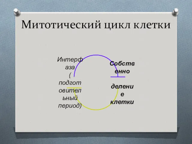 Митотический цикл клетки