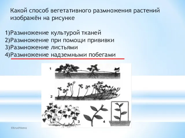 ©kruchkova Какой способ вегетативного размножения растений изображён на рисунке Размножение