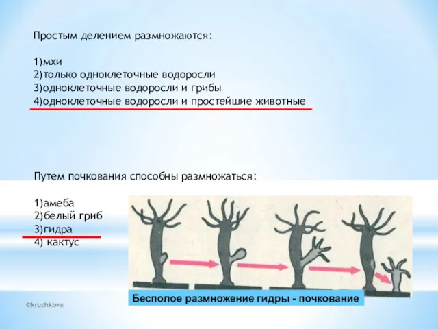 ©kruchkova Простым делением размножаются: 1)мхи 2)только одноклеточные водоросли 3)одноклеточные водоросли