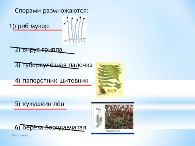 ©kruchkova Спорами размножаются: гриб мукор 2) вирус гриппа 3) туберкулёзная