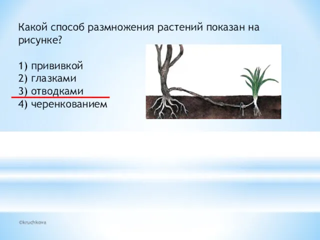 ©kruchkova Какой способ размножения растений показан на рисунке? 1) прививкой 2) глазками 3) отводками 4) черенкованием