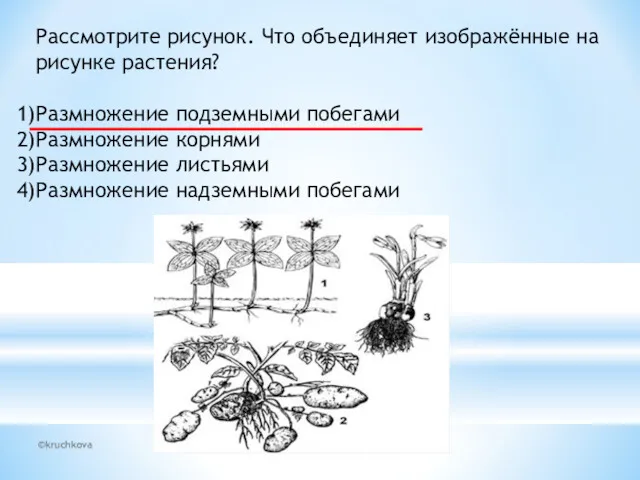 ©kruchkova Рассмотрите рисунок. Что объединяет изображённые на рисунке растения? Размножение