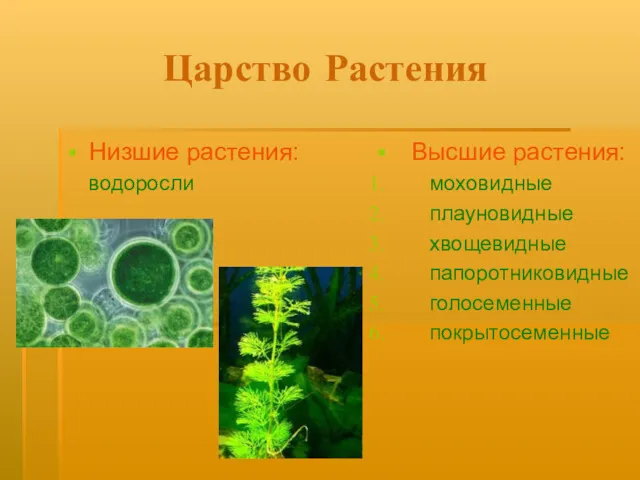 Царство Растения Низшие растения: водоросли Высшие растения: моховидные плауновидные хвощевидные папоротниковидные голосеменные покрытосеменные