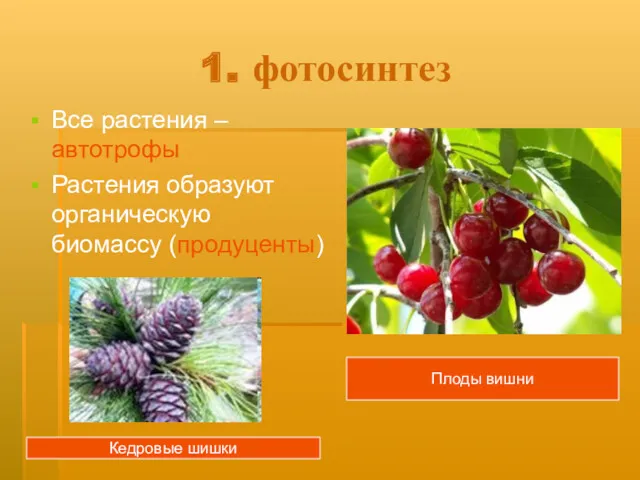1. фотосинтез Все растения – автотрофы Растения образуют органическую биомассу (продуценты) Плоды вишни Кедровые шишки