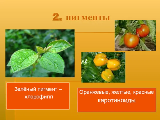 2. пигменты Зелёный пигмент – хлорофилл Оранжевые, желтые, красные каротиноиды