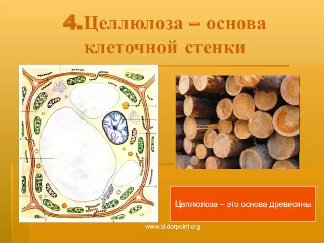 4.Целлюлоза – основа клеточной стенки Целлюлоза – это основа древесины www.sliderpoint.org