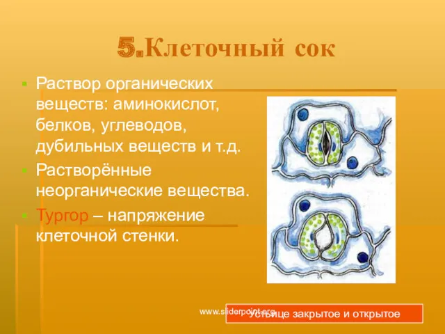 5.Клеточный сок Раствор органических веществ: аминокислот, белков, углеводов, дубильных веществ