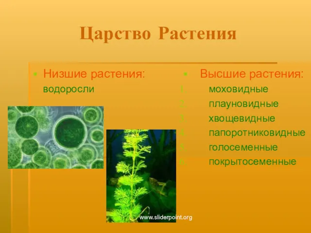 Царство Растения Низшие растения: водоросли Высшие растения: моховидные плауновидные хвощевидные папоротниковидные голосеменные покрытосеменные www.sliderpoint.org