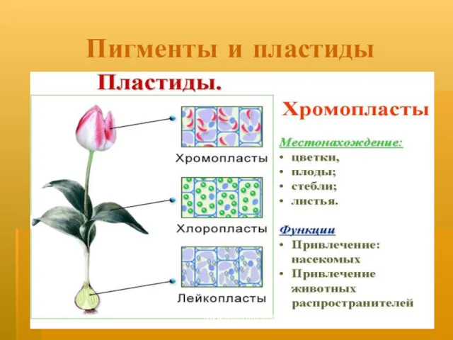 Пигменты и пластиды www.sliderpoint.org