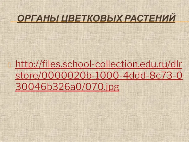 ОРГАНЫ ЦВЕТКОВЫХ РАСТЕНИЙ http://files.school-collection.edu.ru/dlrstore/0000020b-1000-4ddd-8c73-030046b326a0/070.jpg