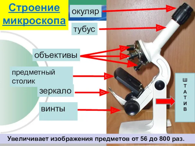 окуляр тубус объективы предметный столик винты зеркало Ш Т А Т И В