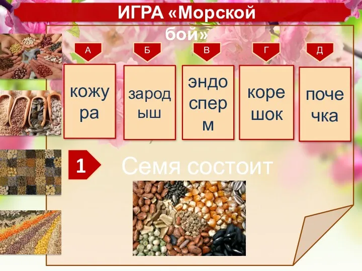 почечка 1 Д Г В Б А корешок эндосперм зародыш