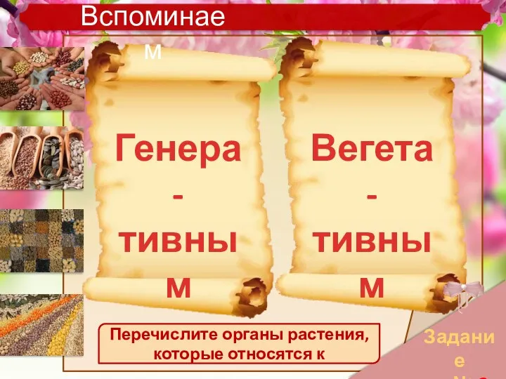 Задание № 2 Перечислите органы растения, которые относятся к Генера- тивным Вегета- тивным Вспоминаем