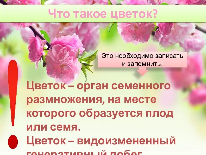 Что такое цветок? Цветок – орган семенного размножения, на месте