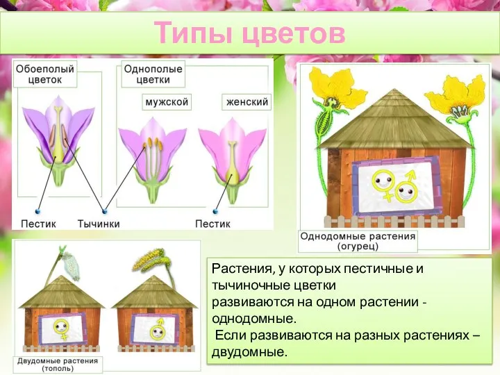 Типы цветов Растения, у которых пестичные и тычиночные цветки развиваются