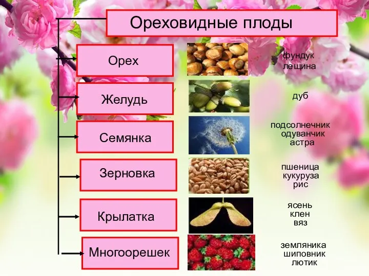 Ореховидные плоды Орех Семянка Желудь Зерновка Крылатка Многоорешек вяз ясень