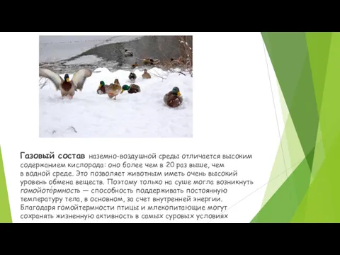 Газовый состав наземно-воздушной среды отличается высоким содержанием кислорода: оно более