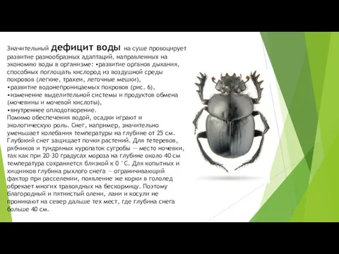 Значительный дефицит воды на суше провоцирует развитие разнообразных адаптаций, направленных