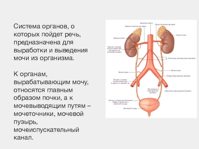 Система органов, о которых пойдет речь, предназначена для выработки и