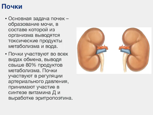 Почки Основная задача почек – образование мочи, в составе которой