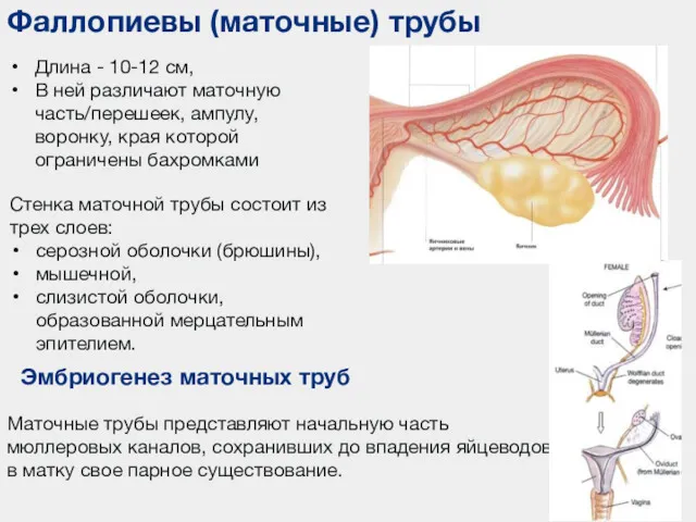 Фаллопиевы (маточные) трубы Длина - 10-12 см, В ней различают