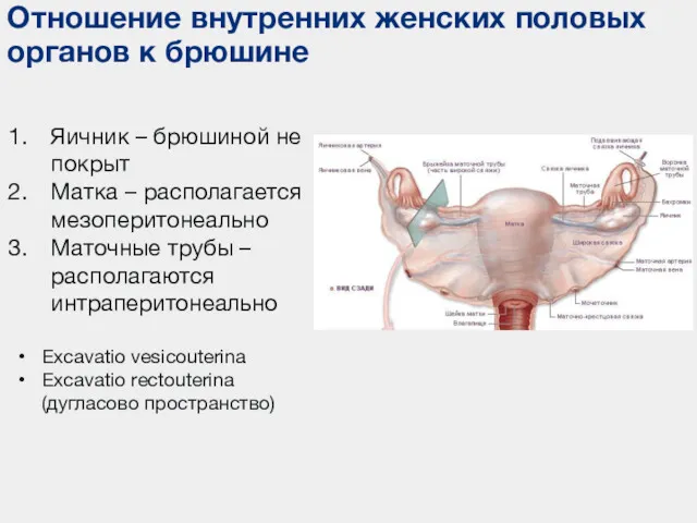 Отношение внутренних женских половых органов к брюшине Яичник – брюшиной