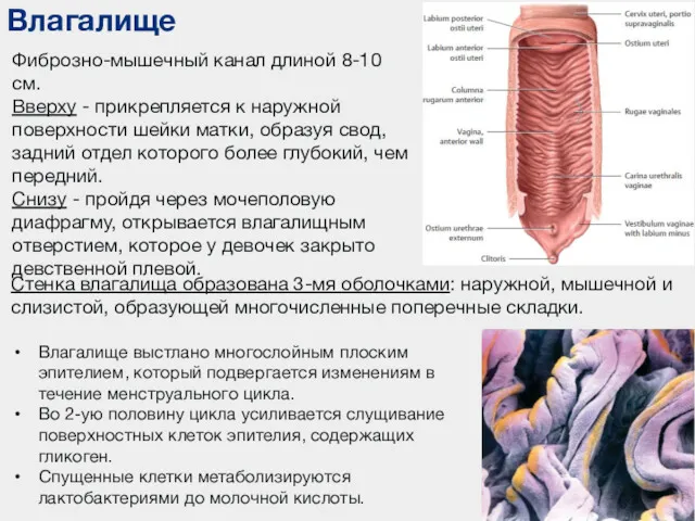 Влагалище Фиброзно-мышечный канал длиной 8-10 см. Вверху - прикрепляется к
