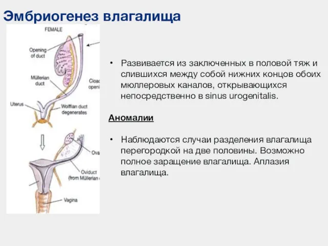 Эмбриогенез влагалища Развивается из заключенных в половой тяж и слившихся