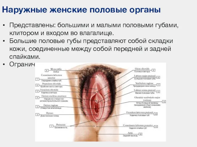 Наружные женские половые органы Представлены: большими и малыми половыми губами,