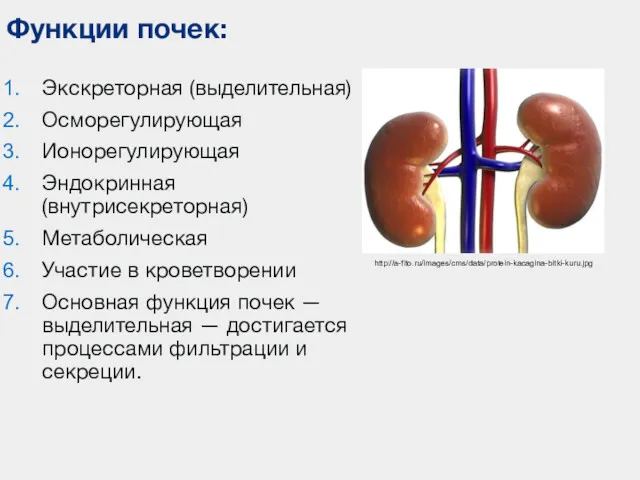 Экскреторная (выделительная) Осморегулирующая Ионорегулирующая Эндокринная (внутрисекреторная) Метаболическая Участие в кроветворении