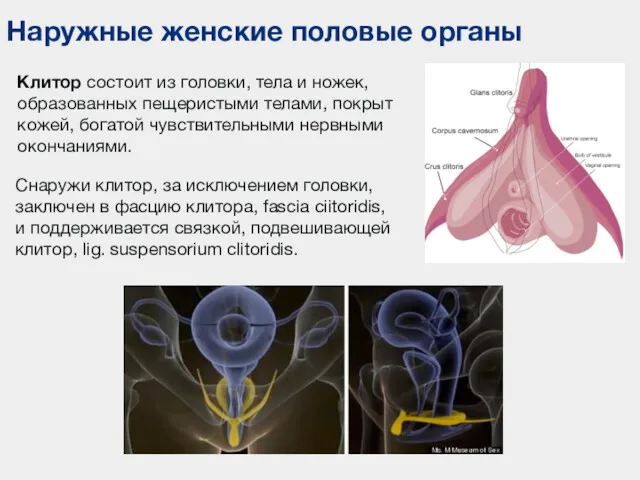 Наружные женские половые органы Клитор состоит из головки, тела и