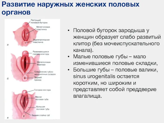 Развитие наружных женских половых органов Половой бугорок зародыша у женщин