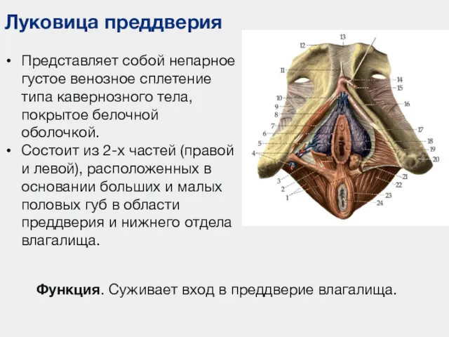 Луковица преддверия Представляет собой непарное густое венозное сплетение типа кавернозного