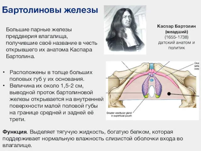 Бартолиновы железы Расположены в толще больших половых губ у их