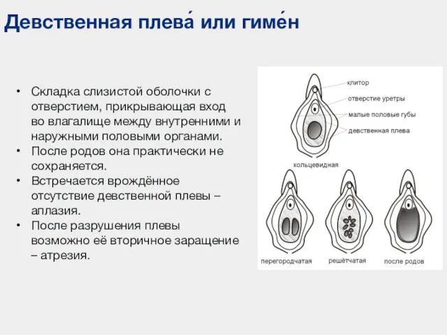 Девственная плева́ или гиме́н Складка слизистой оболочки с отверстием, прикрывающая