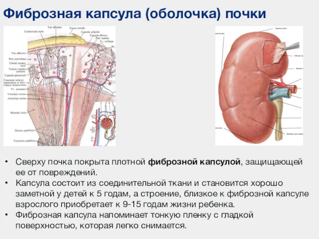 Фиброзная капсула (оболочка) почки Сверху почка покрыта плотной фиброзной капсулой,