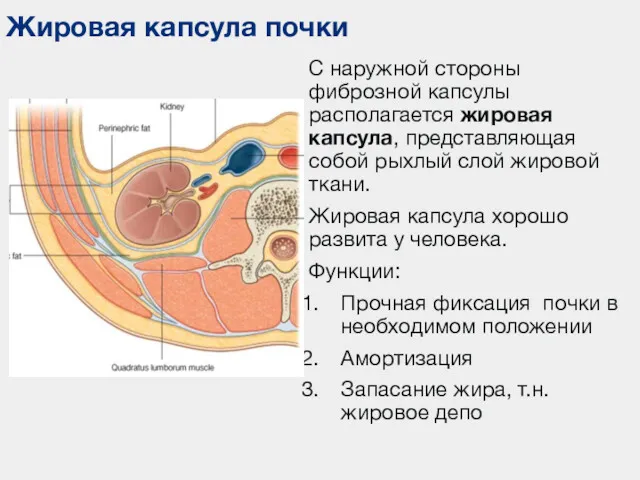 Жировая капсула почки С наружной стороны фиброзной капсулы располагается жировая