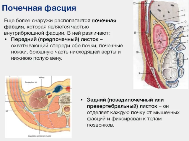 Почечная фасция Еще более снаружи располагается почечная фасция, которая является