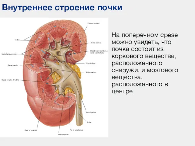 Внутреннее строение почки На поперечном срезе можно увидеть, что почка