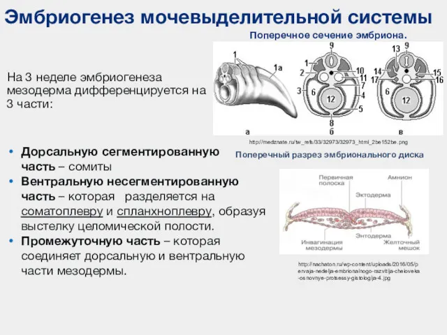 Эмбриогенез мочевыделительной системы На 3 неделе эмбриогенеза мезодерма дифференцируется на