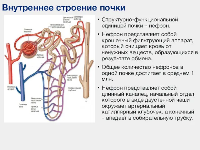 Внутреннее строение почки Структурно-функциональной единицей почки – нефрон. Нефрон представляет