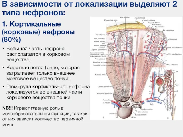 1. Кортикальные (корковые) нефроны (80%) Большая часть нефрона располагается в