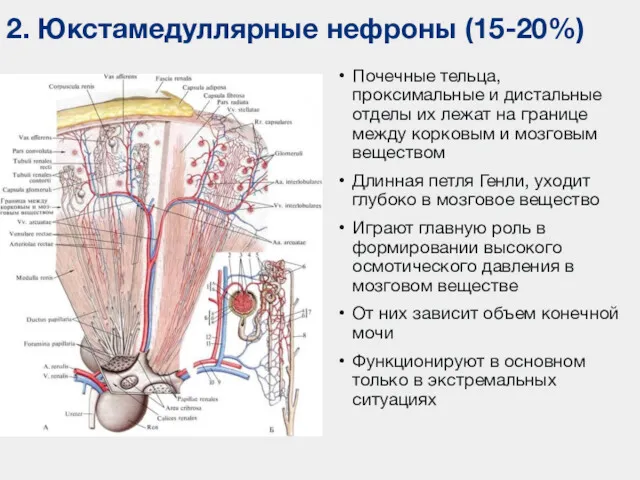 Почечные тельца, проксимальные и дистальные отделы их лежат на границе