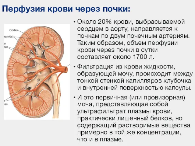 Около 20% крови, выбрасываемой сердцем в аорту, направляется к почкам