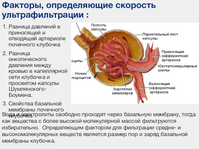 Факторы, определяющие скорость ультрафильтрации : Разница давлений в приносящей и